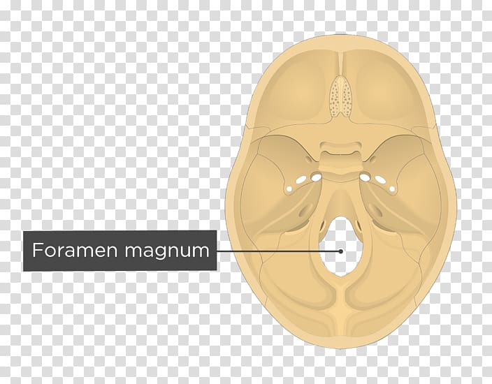 Foramen magnum Transverse sinuses Groove for transverse sinus Occipital bone, skull transparent background PNG clipart