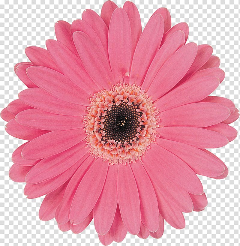 Transvaal daisy Computer Software , chrysanthemum transparent background PNG clipart