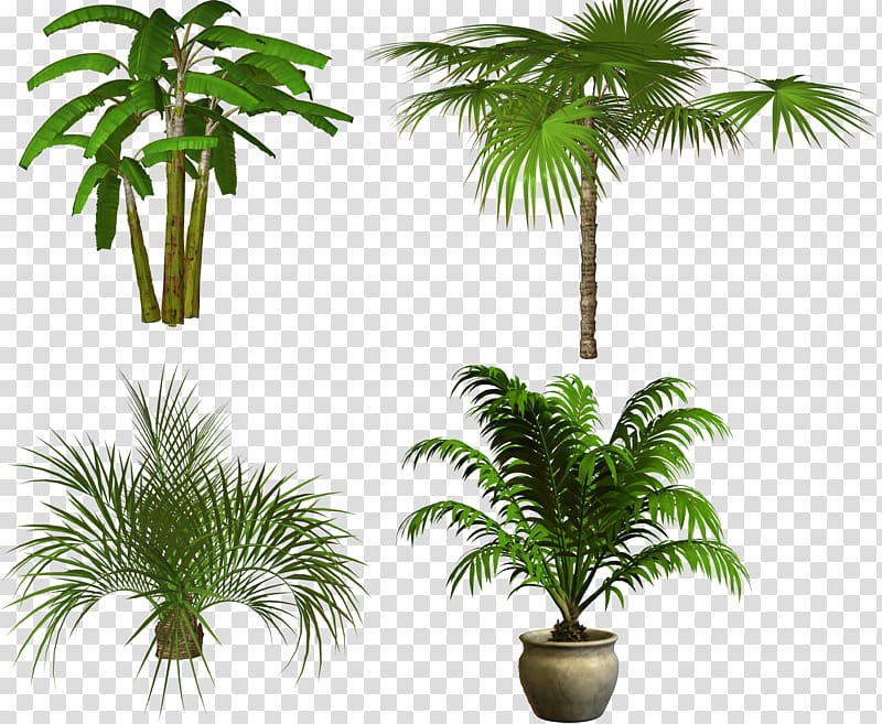 Display resolution resolution Desktop , Palm transparent background PNG clipart