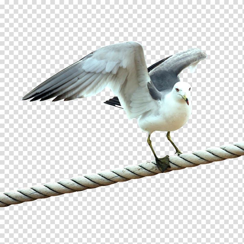 European Herring Gull Bird , others transparent background PNG clipart