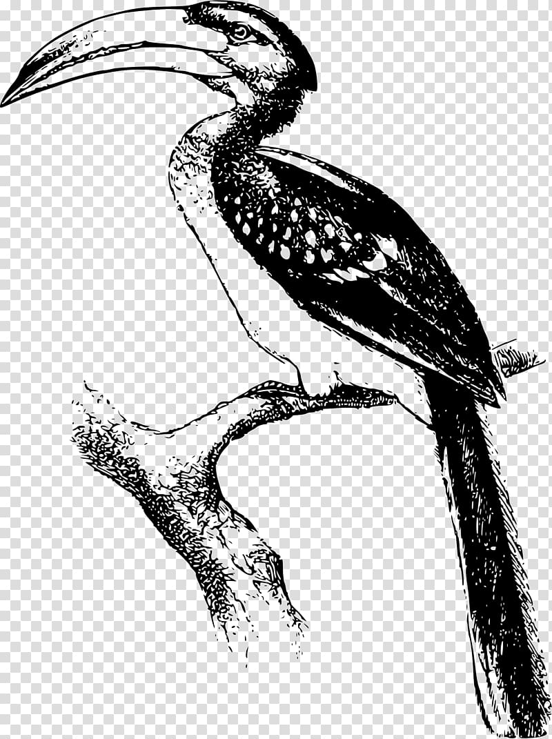 Hornbill Black and white Bird , toucan transparent background PNG clipart