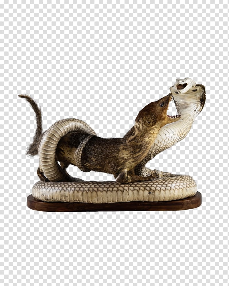 Snakes Reptile Indian cobra Mongoose, Mongoose transparent background PNG clipart