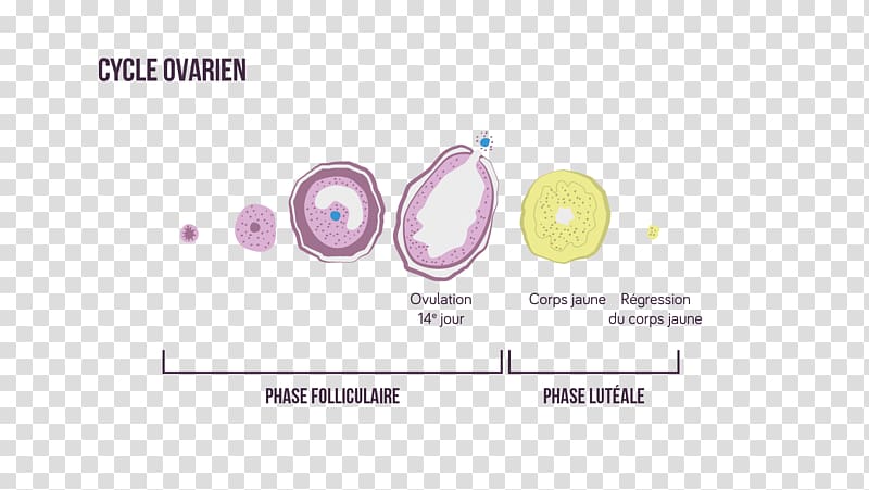 Brand Product design Graphics Purple, phases of ovulation cycle transparent background PNG clipart
