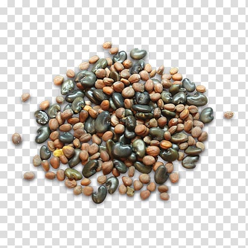 Hybrid seed Seedling Sowing Maize, seeds transparent background PNG clipart