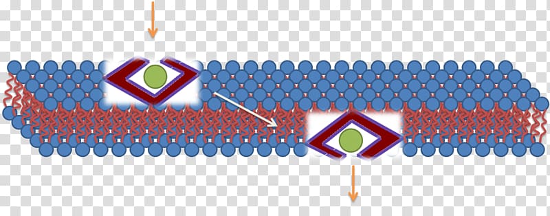 Cell-penetrating peptide Cell membrane Micelle, others transparent background PNG clipart