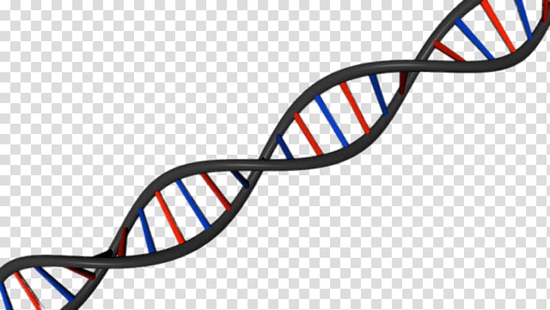 DNA science Nucleic acid double helix A-DNA, dna vetor transparent background PNG clipart