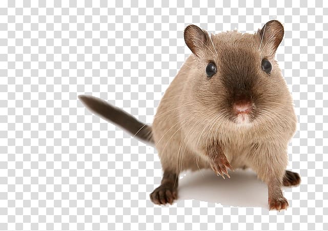 Hamster Gerbil Guinea pig Mouse Pet, mouse transparent background PNG clipart