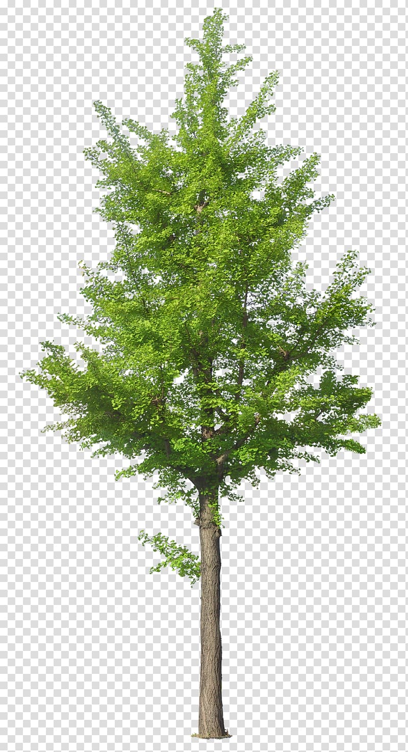 green tree , Tree , arbol transparent background PNG clipart