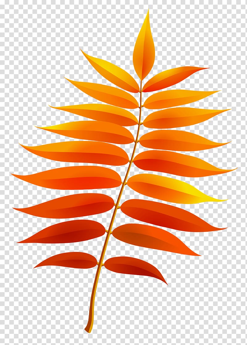 orange leaves on branch sticker, Leaf , Fall Leaf transparent background PNG clipart