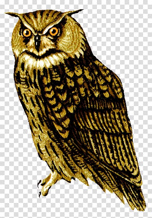 Barred Owl , sowlshd transparent background PNG clipart