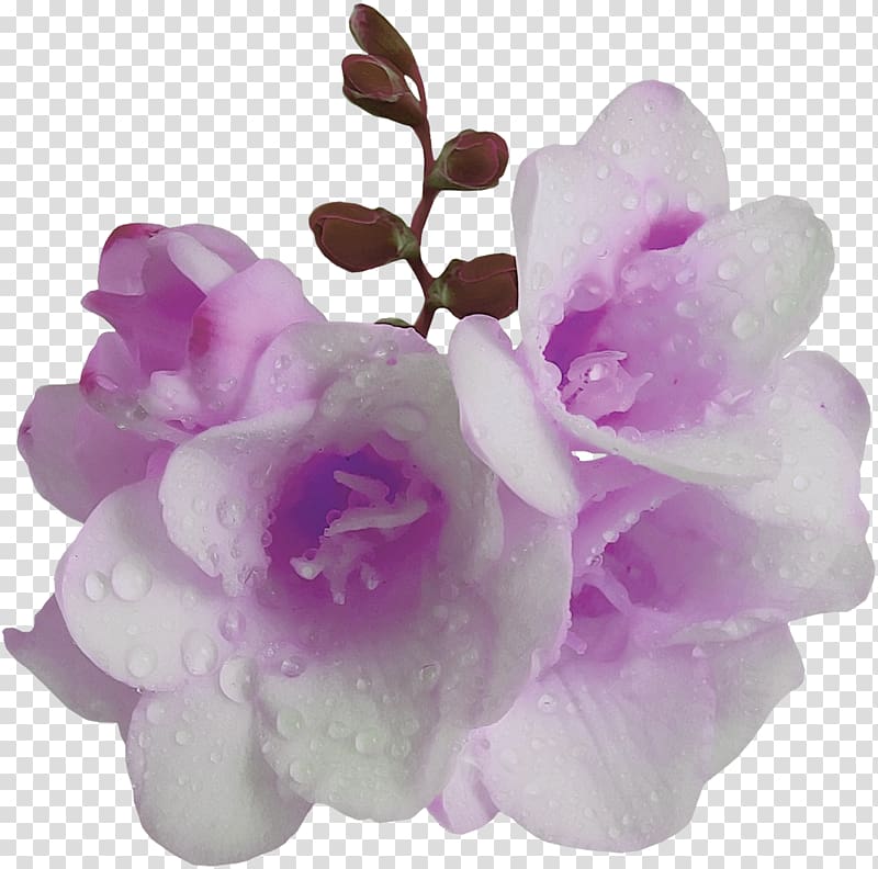 Flower Violet Purple Mauve, lilac transparent background PNG clipart