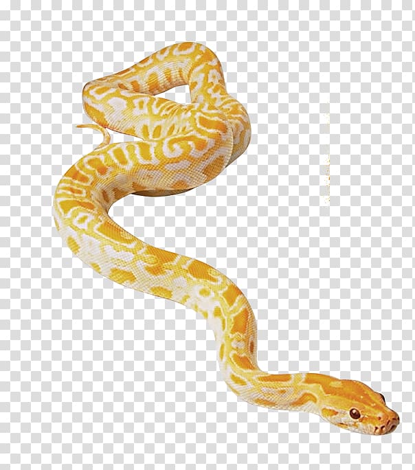 Snake Reptile Morelia bredli Morelia spilota cheynei Green anaconda, snake transparent background PNG clipart