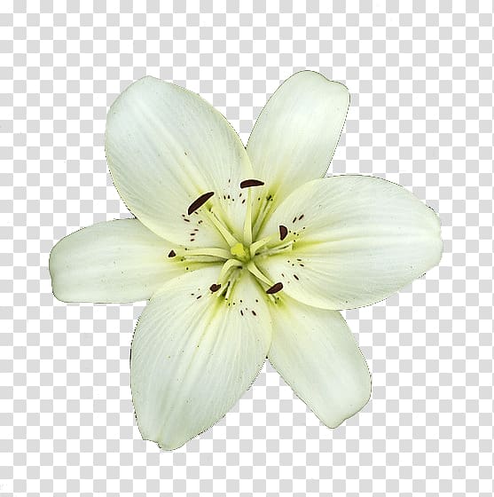 Lilium candidum Garden Lilies Flower, white flower transparent background PNG clipart