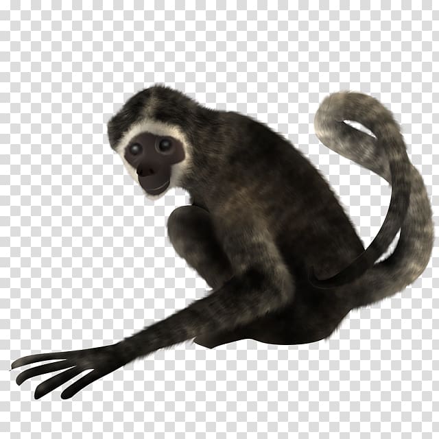 Spider monkey Scape, pelicano transparent background PNG clipart