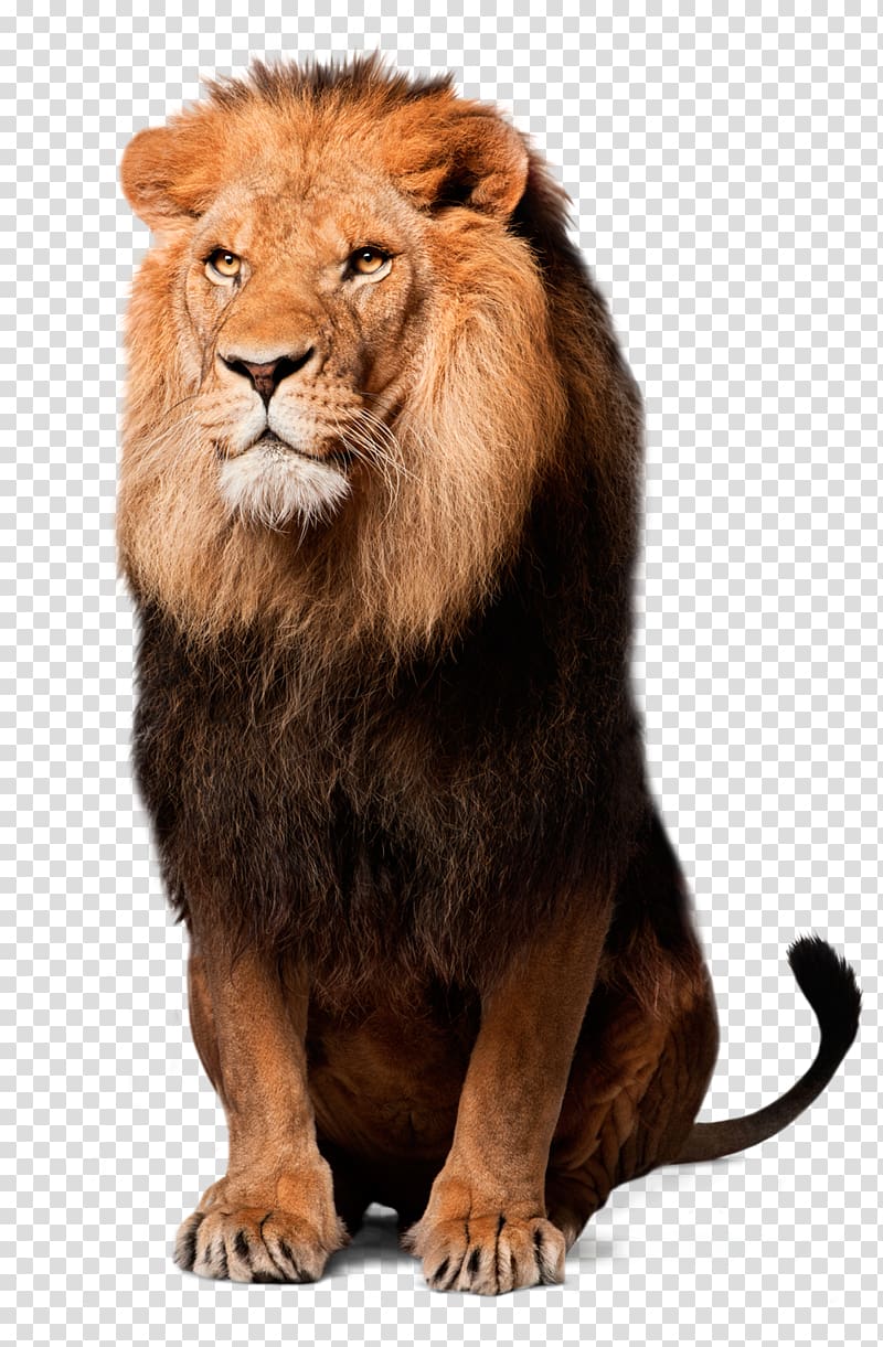 East African lion IRPF, 2016 Income tax, lion transparent background PNG clipart