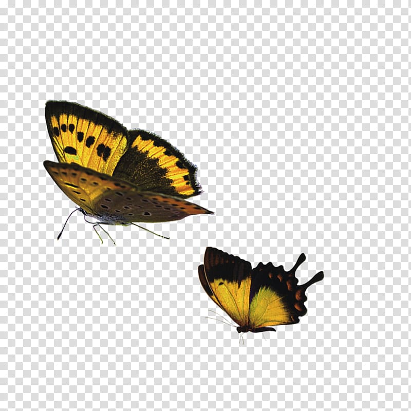 Monarch butterfly Lycaenidae, butterfly transparent background PNG clipart