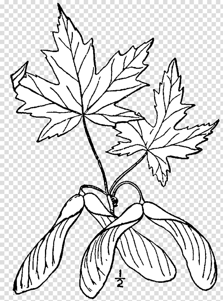 Silver maple Sugar maple Red maple Maple leaf Drawing, drawing transparent background PNG clipart
