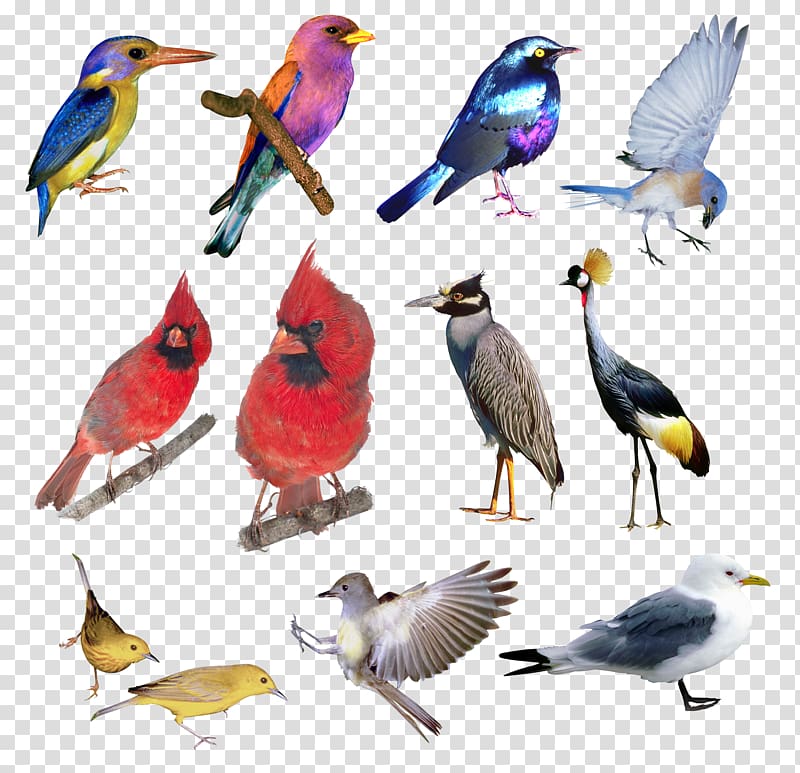 Bird Ornithology Red Data Book of the Russian Federation, Bird transparent background PNG clipart