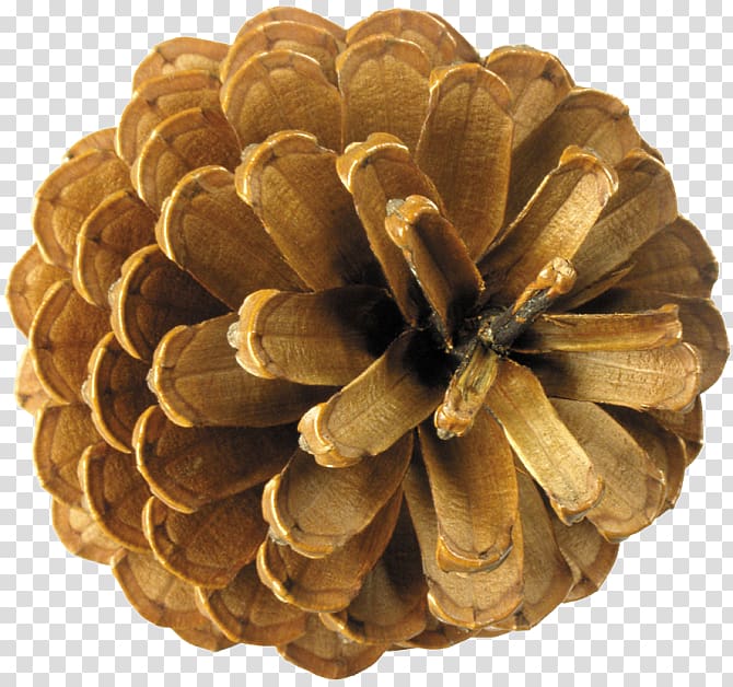 Conifer cone Portable Network Graphics Spruce Conifers , acorn transparent background PNG clipart