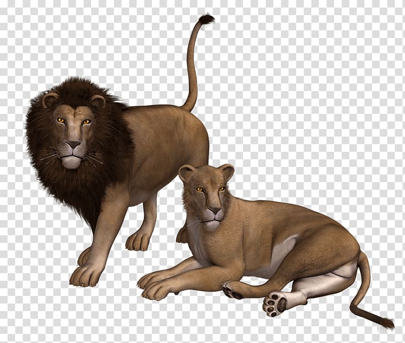 brown lion and lioness artwork, Lion Couple transparent background PNG clipart