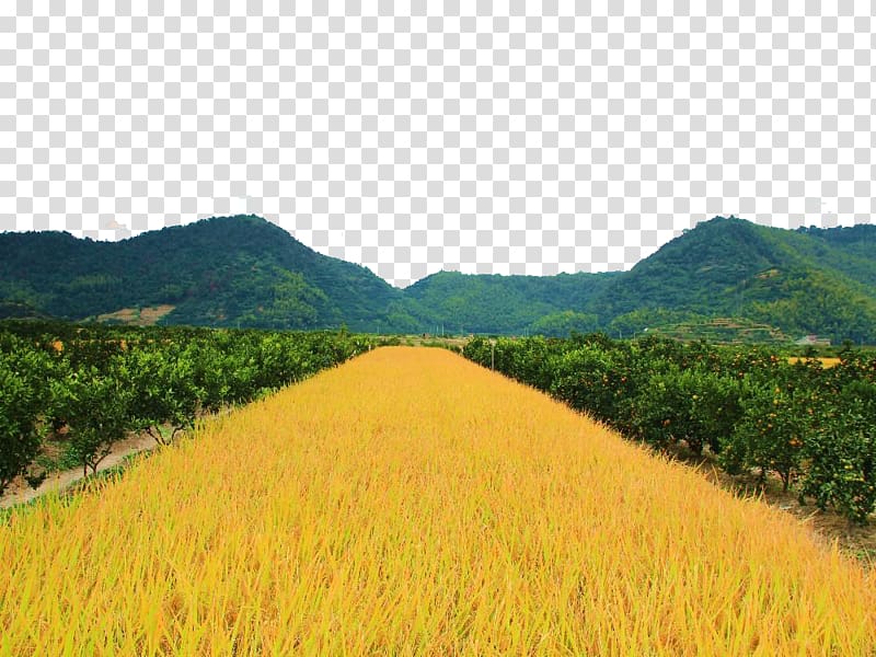 Paddy Field Rice, Golden rice fields transparent background PNG clipart