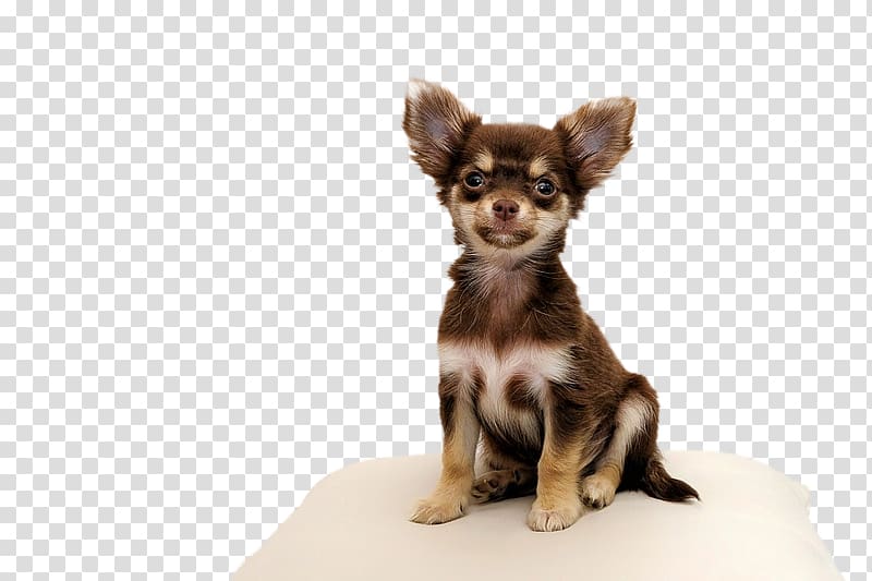 Chihuahua Puppy Yorkshire Terrier Maltese dog Pet, puppy transparent background PNG clipart