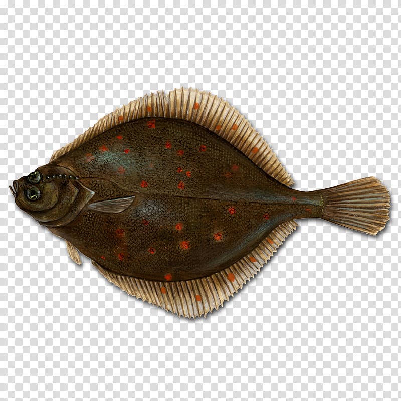 Flounder Conxemar European plaice Fish, others transparent background PNG clipart