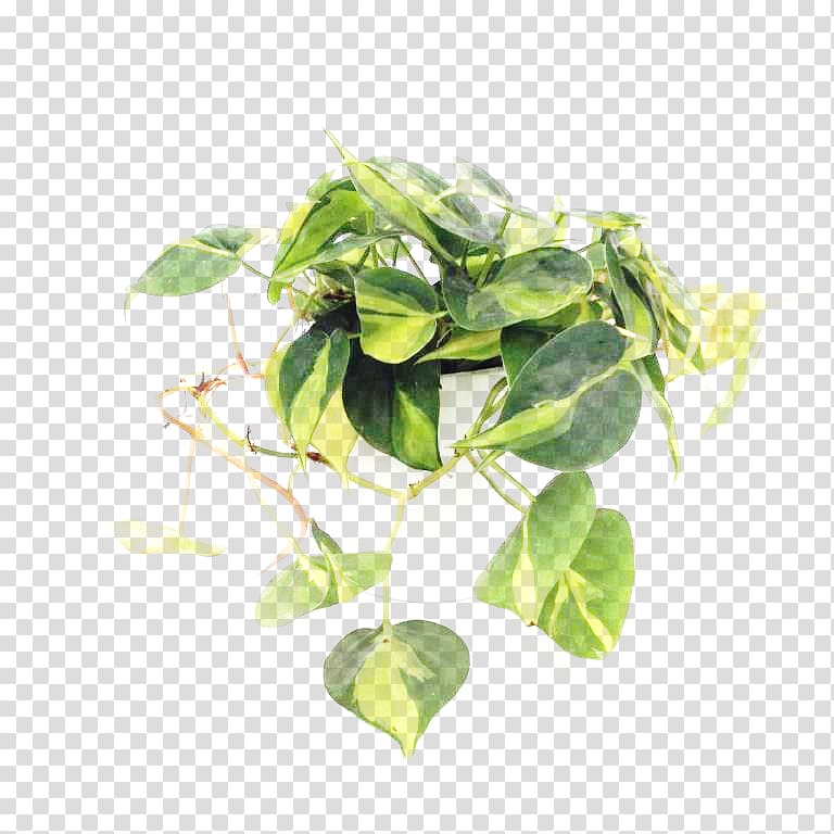 Philodendron hederaceum Hidrokültür Leaf Variegation, others transparent background PNG clipart