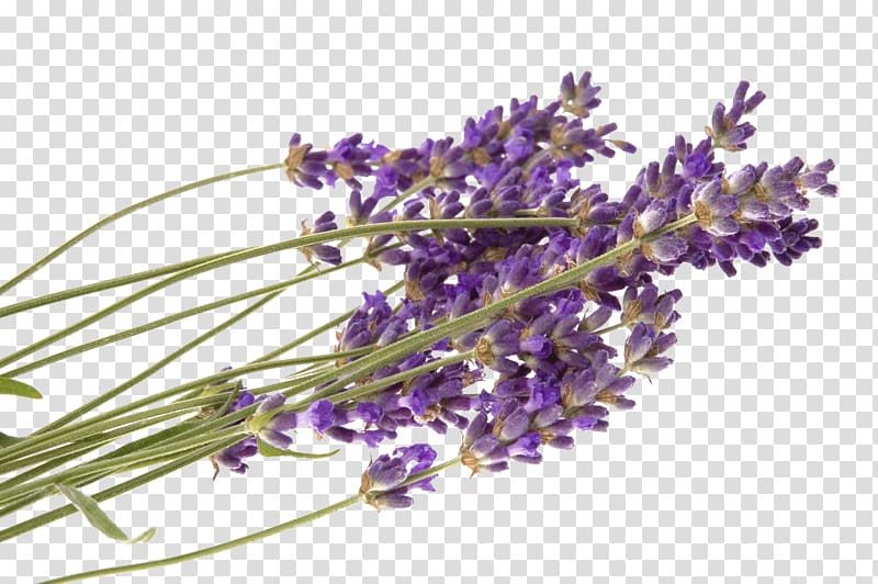 United States Lavender Naturopathy Health Therapy, lavender transparent background PNG clipart