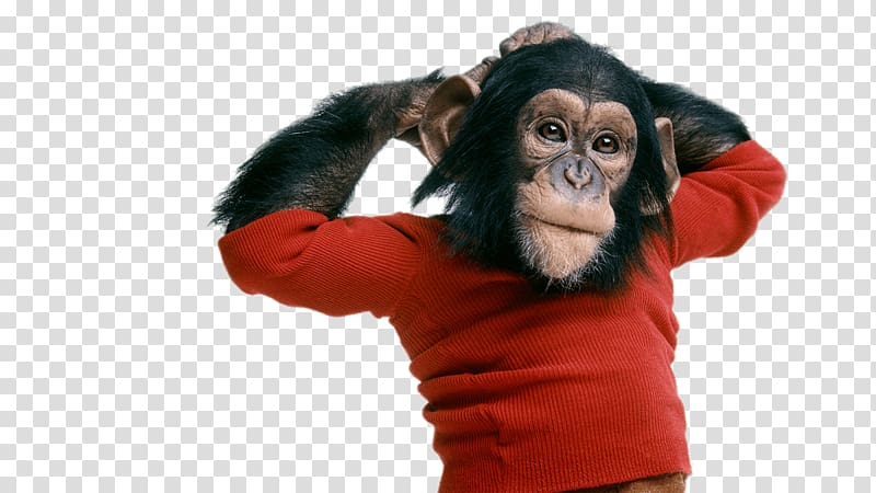 chimpanzee wearing red long-sleeved top, Chimpanzee Wearing Sweater transparent background PNG clipart