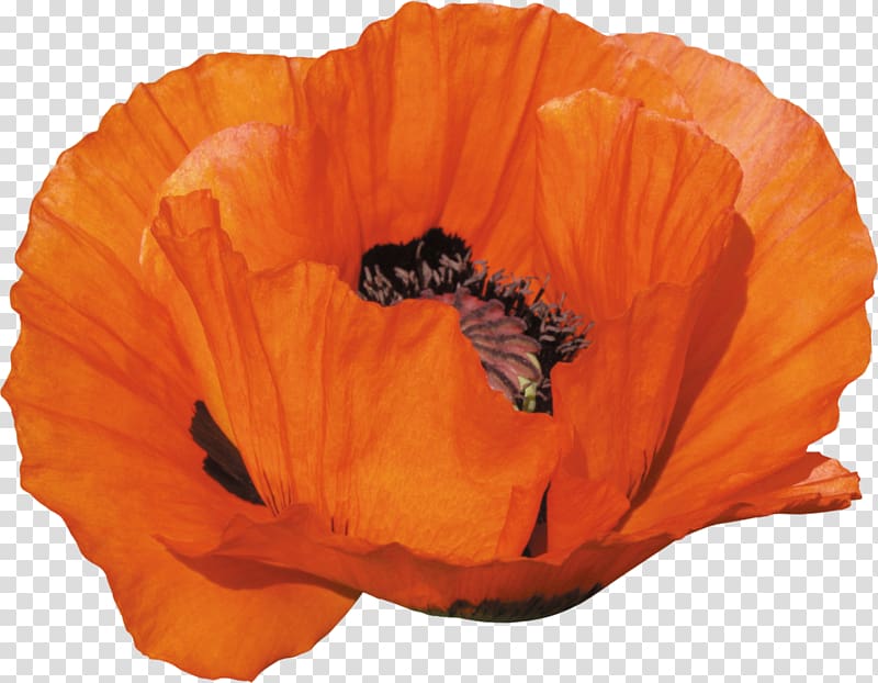 Remembrance poppy , others transparent background PNG clipart