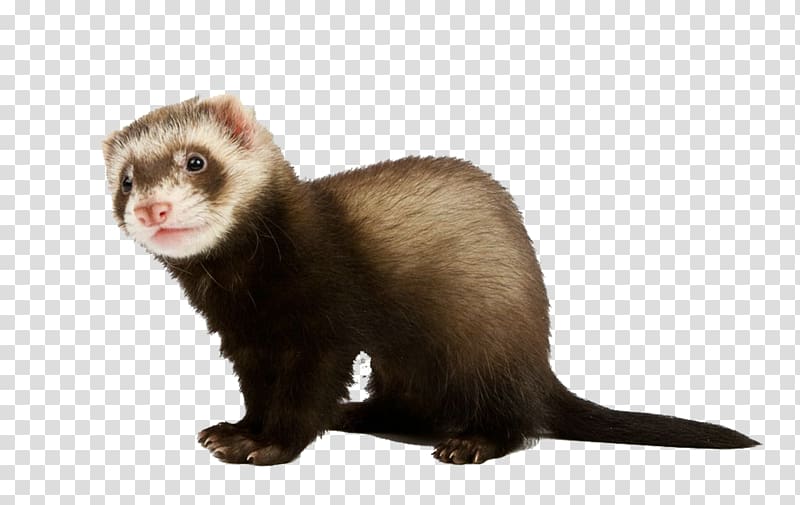 Ferret Stoat , Bow mink transparent background PNG clipart