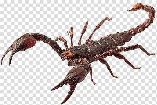 brown scorpion illustration, Red Scorpion transparent background PNG clipart