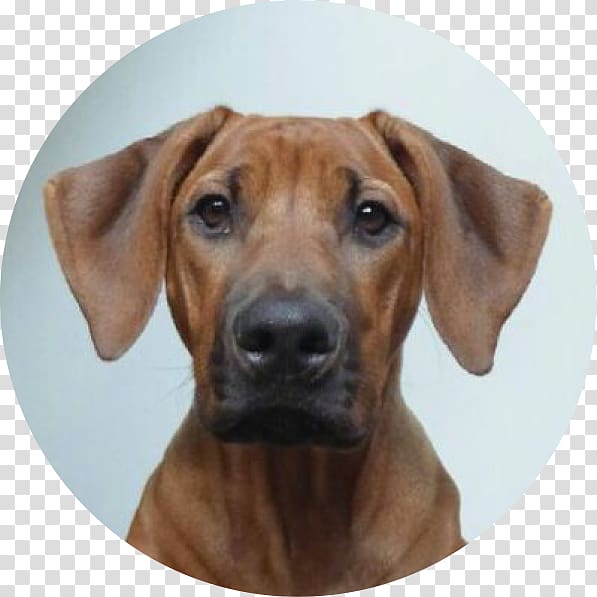Rhodesian Ridgeback Redbone Coonhound Black Mouth Cur Azawakh Dog breed, puppy transparent background PNG clipart