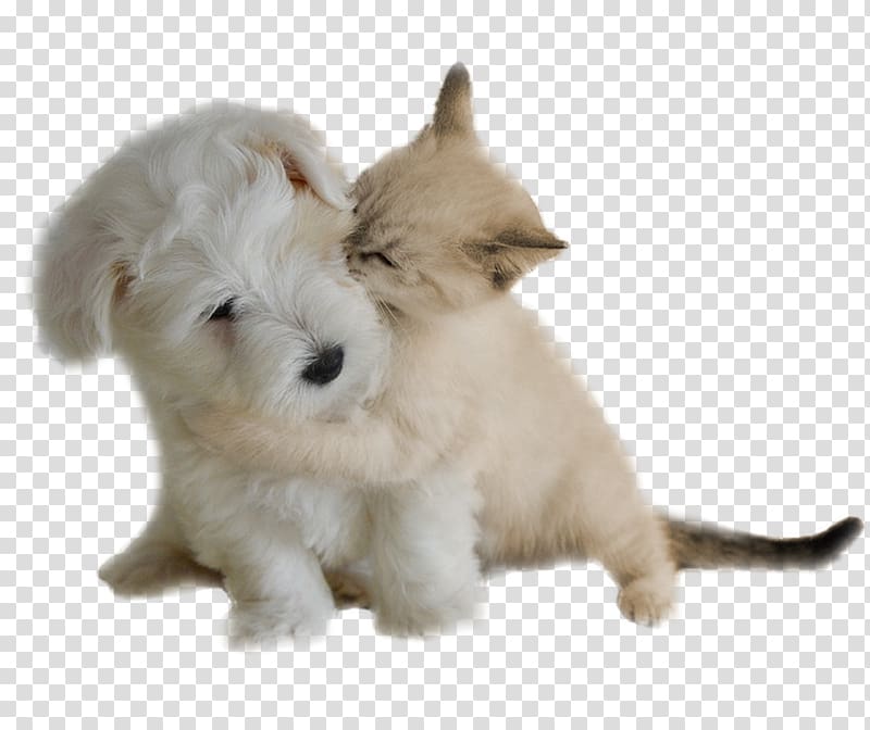 West Highland White Terrier Dog breed Rare breed (dog) Puppy Education, puppy transparent background PNG clipart