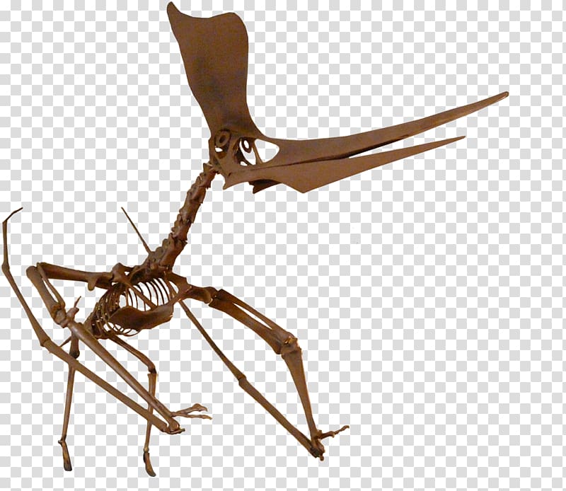 ARK: Survival Evolved Pteranodon Pterosaurs Niobrara Formation Fossil, price transparent background PNG clipart