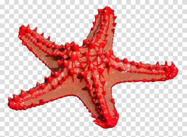 Starfish Ma Petite Fabrique Echinoderm Sea, colored starfish transparent background PNG clipart