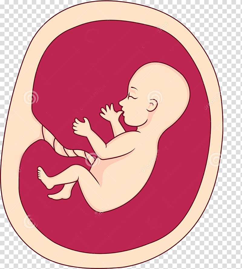 Baby In Tummy Clipart