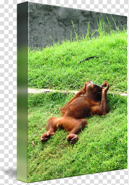 Orangutan Primate Ape Art kind, Orang Utan transparent background PNG clipart