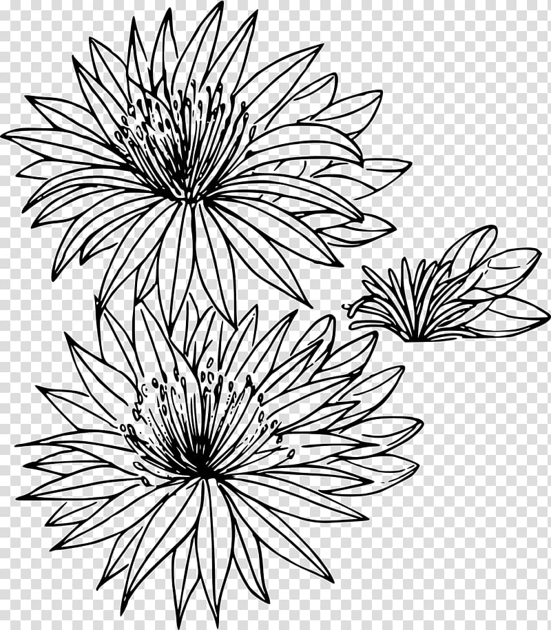 Montana Bitterroot Drawing Flower, wildflower heading box transparent background PNG clipart
