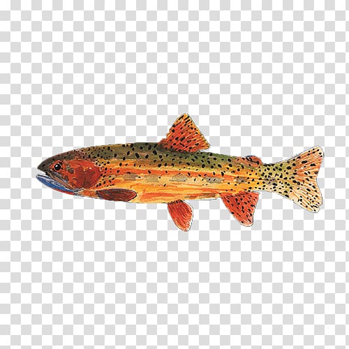 Cutthroat trout Fish pond Sticker Salmon, fish transparent background PNG clipart