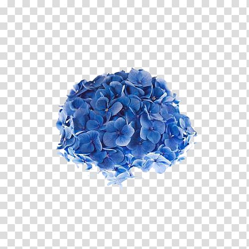Shimoda French hydrangea Flower Blue , Hydrangea flowers transparent background PNG clipart