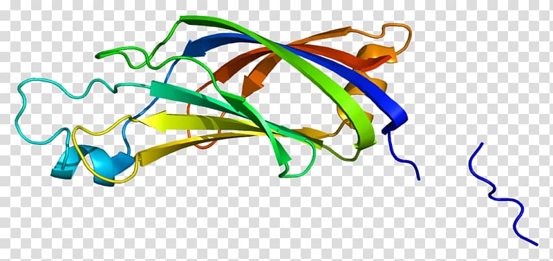 Protein kinase C PRKCH Gene Protein Data Bank, others transparent background PNG clipart