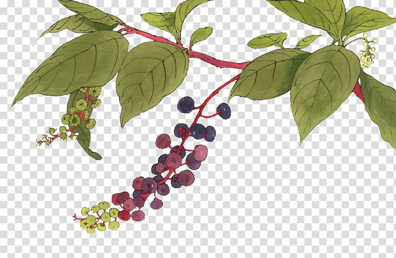 Adobe Illustrator, Hand-painted blueberry transparent background PNG clipart