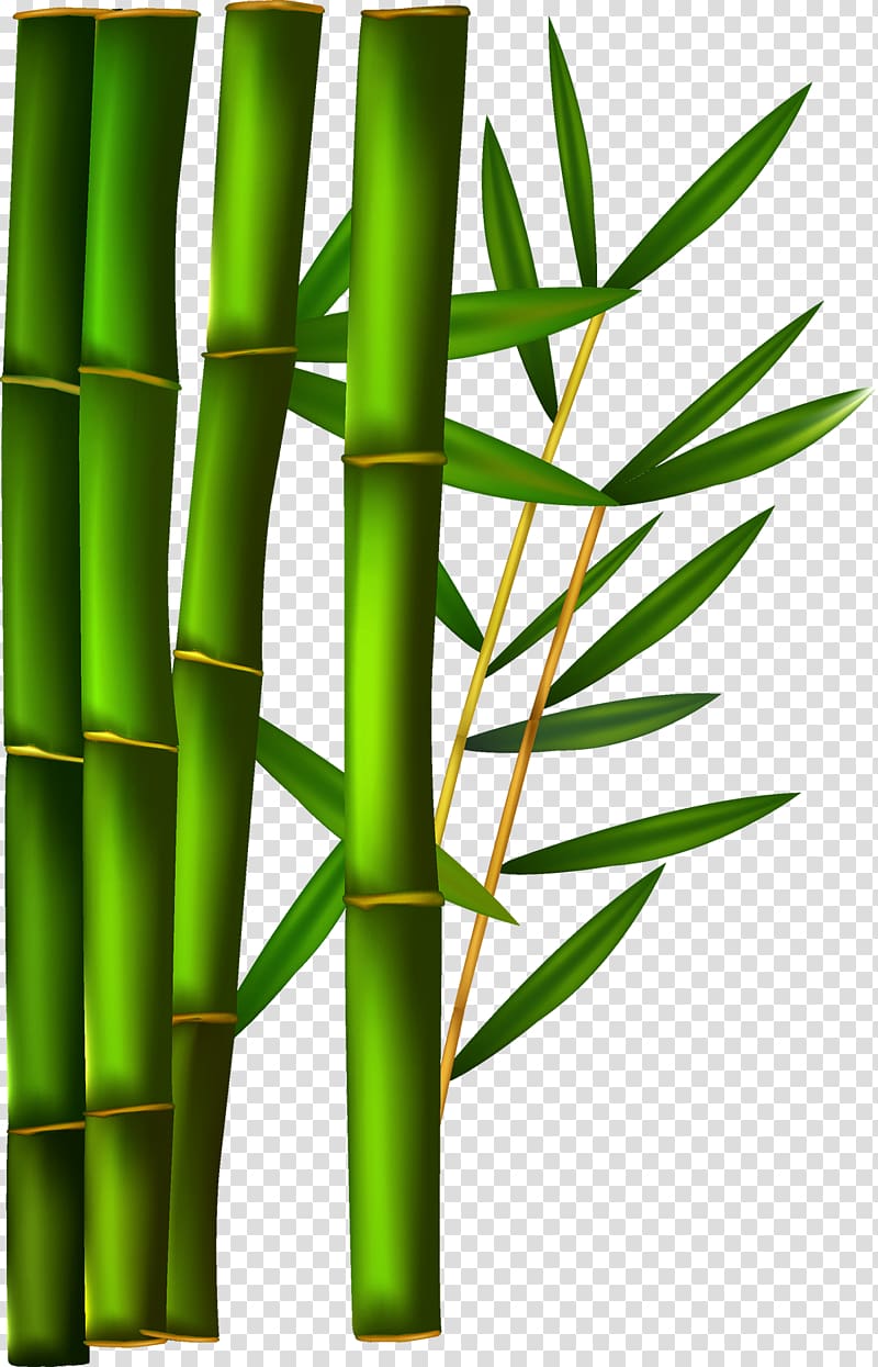 Bamboo transparent background PNG clipart