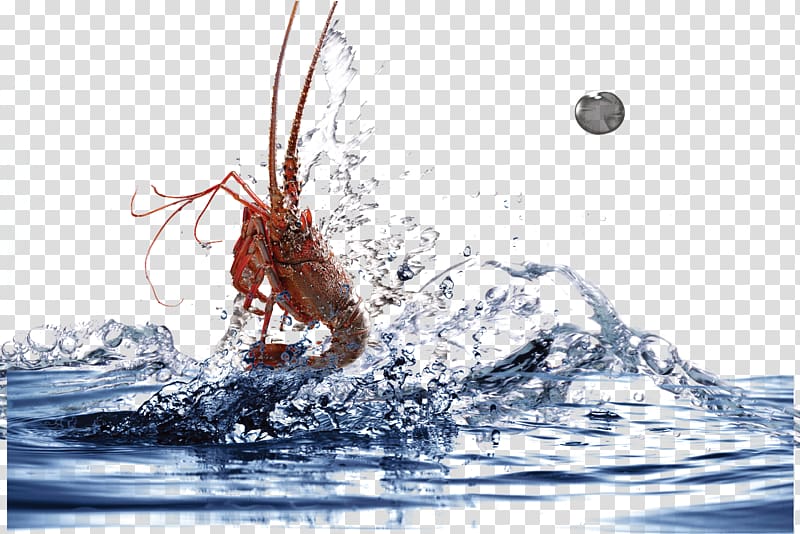 red jumping prawn, Shrimp Palinurus elephas CorelDRAW, shrimp transparent background PNG clipart