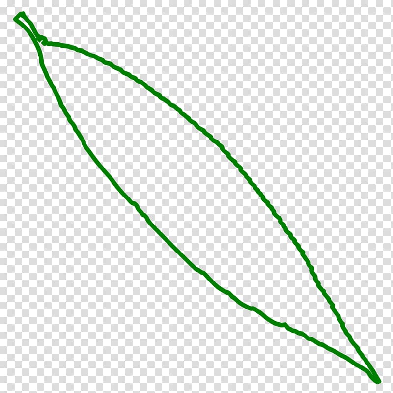Leaf Line Point Angle , willow transparent background PNG clipart