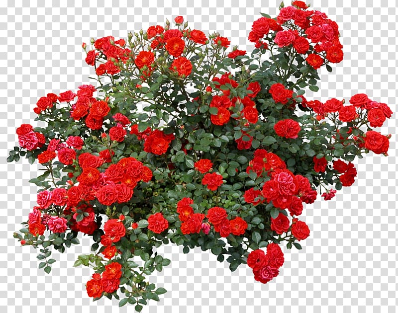 Rose Shrub Flower , bushes, red roses illustration transparent background PNG clipart