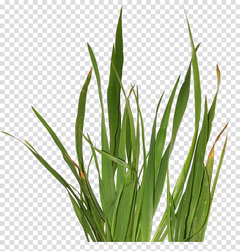 Herbaceous plant Grass , herbes transparent background PNG clipart