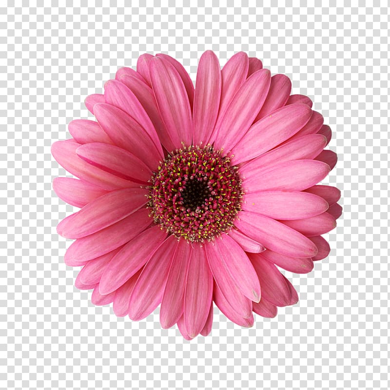 pink Gerbera daisy art, Transvaal daisy Rose Flower Common daisy , Margaritas transparent background PNG clipart